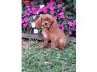 Cavalier King Charles Spaniel Puppy for sale in Centralia, MO, USA