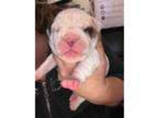 Olde English Bulldogge Puppy for sale in Batavia, IL, USA