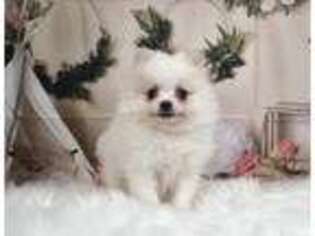 Pomeranian Puppy for sale in Warsaw, IN, USA
