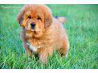 Tibetan Mastiff Puppy for sale in Winston Salem, NC, USA