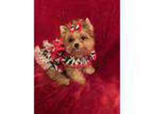 Yorkshire Terrier Puppy for sale in Weaubleau, MO, USA