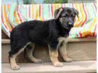 German Shepherd Dog Puppy for sale in Baltic, OH, USA