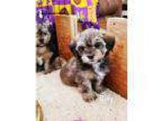 Shih-Poo Puppy for sale in Rochester, MN, USA