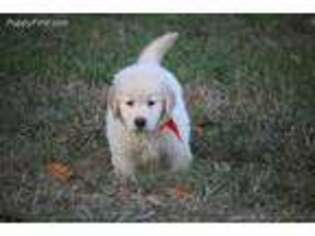 Golden Retriever Puppy for sale in Quitman, GA, USA