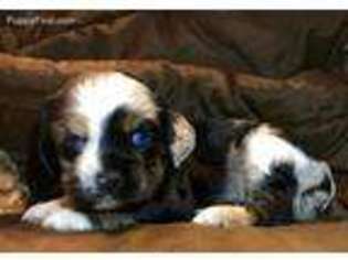 Cocker Spaniel Puppy for sale in Tulare, CA, USA