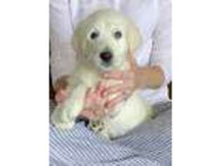 Labradoodle Puppy for sale in Scottsville, KY, USA