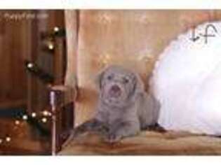 Labrador Retriever Puppy for sale in Lahmansville, WV, USA
