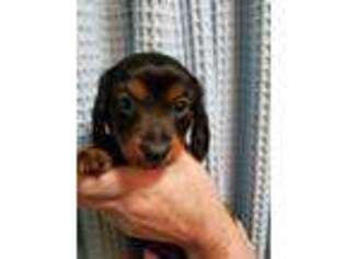 Dachshund Puppy for sale in Ridgefield, WA, USA