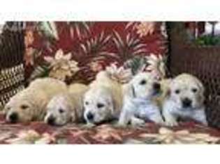 Mutt Puppy for sale in Castaic, CA, USA