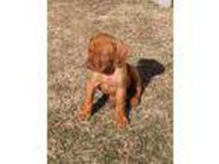 Vizsla Puppy for sale in Wilson, OK, USA