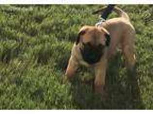Bullmastiff Puppy for sale in Decatur, GA, USA