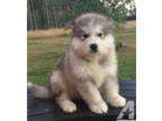 Alaskan Malamute Puppy for sale in COURTLAND, VA, USA