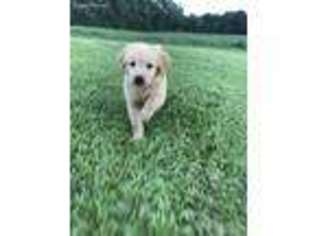 Golden Retriever Puppy for sale in Greensboro, NC, USA
