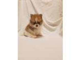 Pomeranian Puppy for sale in Ravenna, TX, USA