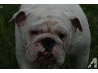 Bulldog Puppy for sale in MULDROW, OK, USA