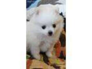 Pomeranian Puppy for sale in Sanderson, TX, USA
