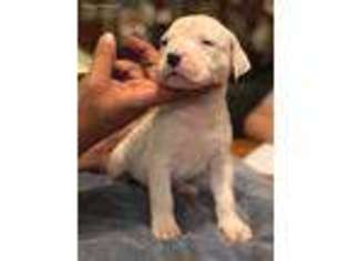 Dogo Argentino Puppy for sale in Fairview Heights, IL, USA