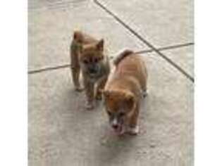 Shiba Inu Puppy for sale in Thornton, CO, USA