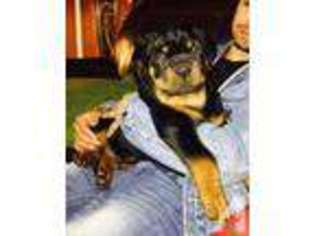 Rottweiler Puppy for sale in BAY SHORE, NY, USA