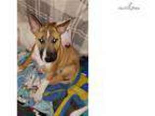 Bull Terrier Puppy for sale in Los Angeles, CA, USA