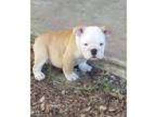 Bulldog Puppy for sale in Leonard, TX, USA