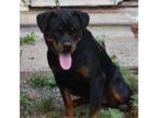 Rottweiler Puppy for sale in Gold Hill, NC, USA