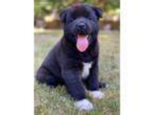 Akita Puppy for sale in Auburn, WA, USA