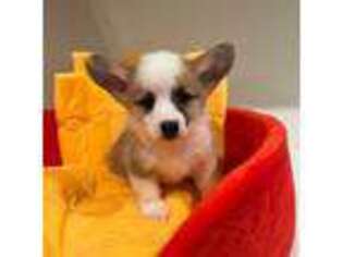 Pembroke Welsh Corgi Puppy for sale in Arcadia, CA, USA