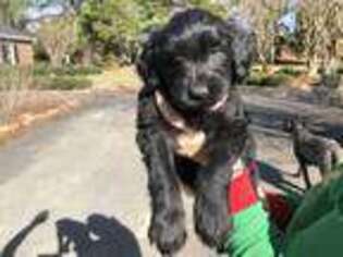 Goldendoodle Puppy for sale in Roanoke, AL, USA