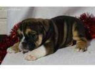Bulldog Puppy for sale in Williamsburg, IN, USA