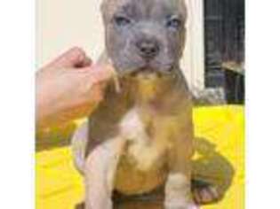 Cane Corso Puppy for sale in Donna, TX, USA