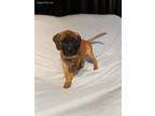 Bullmastiff Puppy for sale in Akron, OH, USA
