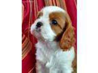 Cavalier King Charles Spaniel Puppy for sale in Wolcottville, IN, USA