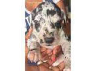 Great Dane Puppy for sale in Austin, TX, USA