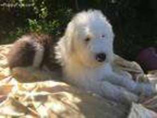 Old English Sheepdog Puppy for sale in Yulee, FL, USA