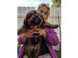 Tibetan Mastiff Puppy for sale in Yuba City, CA, USA