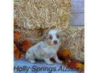Miniature Australian Shepherd Puppy for sale in Livingston, TN, USA