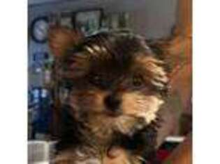 Yorkshire Terrier Puppy for sale in Cabool, MO, USA