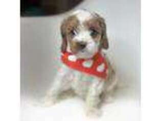 Cavapoo Puppy for sale in Georgetown, TX, USA