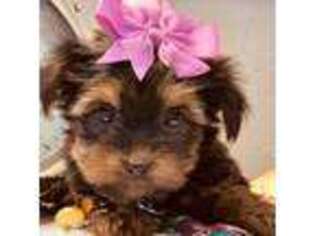 Yorkshire Terrier Puppy for sale in Ozone Park, NY, USA