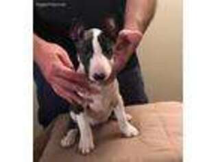 Bull Terrier Puppy for sale in Denver, CO, USA