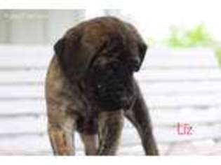 Mastiff Puppy for sale in Lake Charles, LA, USA