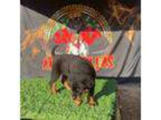 Rottweiler Puppy for sale in Spring Hope, NC, USA