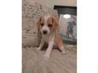 Beagle Puppy for sale in Hutto, TX, USA