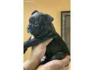 French Bulldog Puppy for sale in Silver Spring, MD, USA