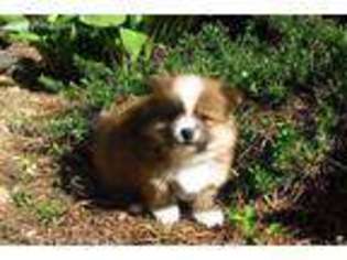 Pomeranian Puppy for sale in Liberty, KY, USA