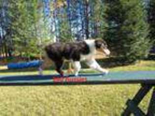 Australian Shepherd Puppy for sale in Newport, WA, USA