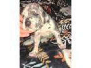 Great Dane Puppy for sale in Earlsboro, OK, USA