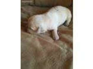 Golden Retriever Puppy for sale in Gladys, VA, USA