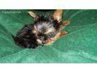 Yorkshire Terrier Puppy for sale in Saugus, MA, USA